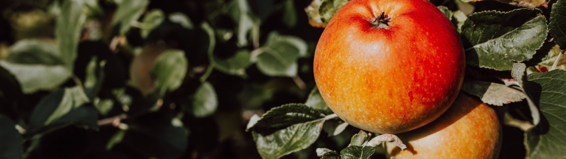 Luingahof bierum stella dekker fotografie 12